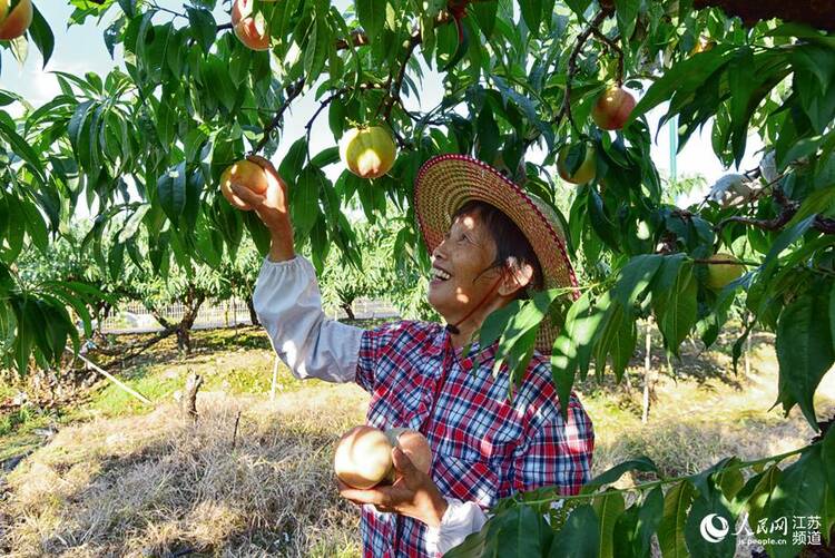 無錫陽山：水蜜桃讓桃農生活甜蜜蜜_fororder_1