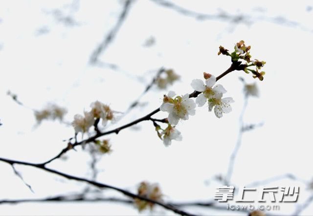 认错了季节 长沙望月公园樱花与桂花齐开放