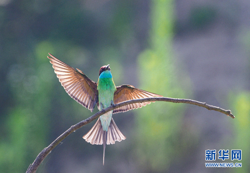 图片默认标题_fororder___172.100.100.3_temp_9500020_1_9500020_1_1_dfceaf9f-03bf-4d82-b158-d74fca07e4a3