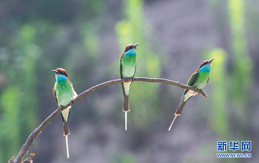 图片默认标题_fororder___172.100.100.3_temp_9500020_1_9500020_1_1_5d136d83-948a-4cbf-92d6-92543c39754a