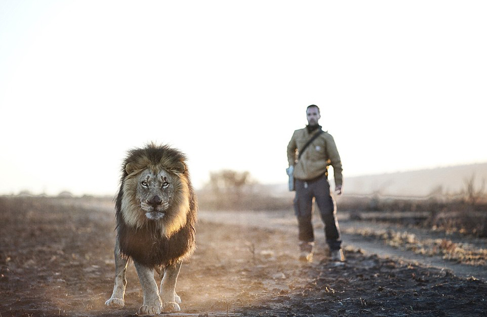 "狮语者"与非洲狮子拍广告 一起摔跤跳舞(高清组图)