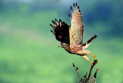 大雁南飞安家猛禽在肥集结 合肥又迎最佳观鸟季