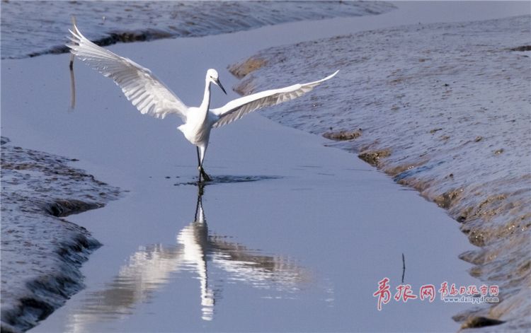 青島：墨水河成候鳥天堂 鷗鷺河面起舞悠然覓食