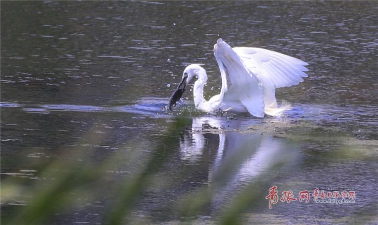 青島：墨水河成候鳥天堂 鷗鷺河面起舞悠然覓食