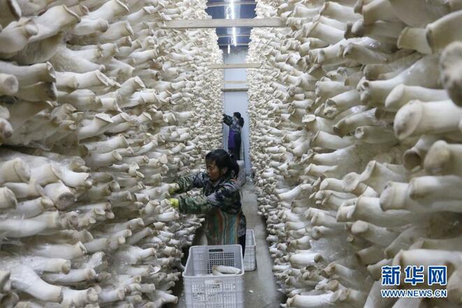 Cendawan Kecil, Industri Besar_fororder_1127209790_16157230650071n