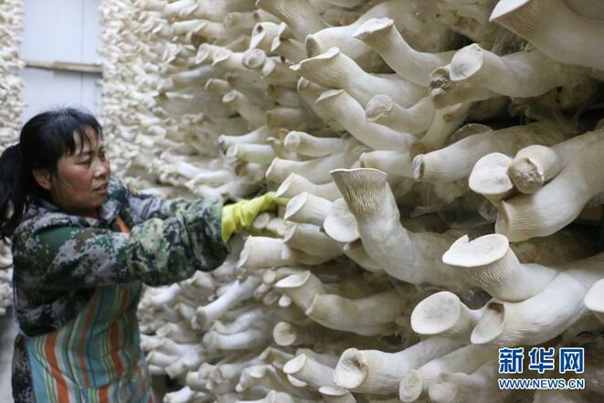 Cendawan Kecil, Industri Besar_fororder_1127209790_16157230650631n