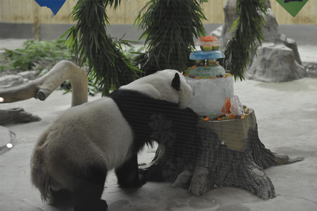 坐標中國最北熊貓館 熊貓佑佑這樣過生日