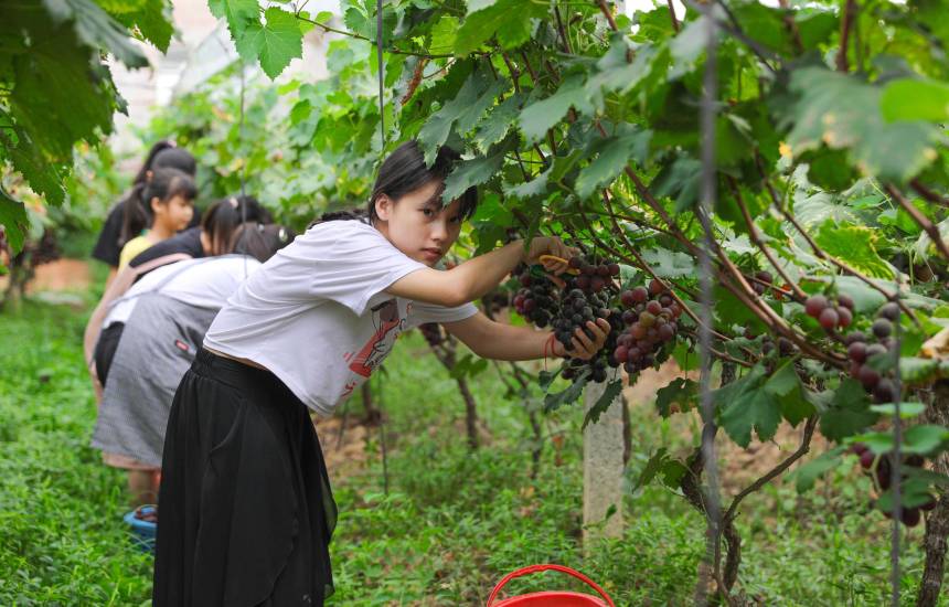 广西梧州市：葡萄挂果 助农增收