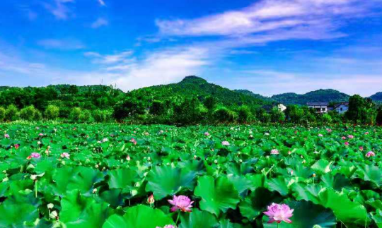 【原创】重庆举行优秀村党组织书记记者见面会_fororder_微信图片