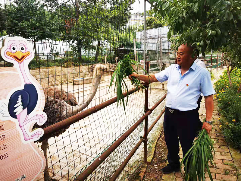 广元利州区人大代表、四季绣生态农庄总经理胡晓全：返乡创业圆梦 履职尽责为民_fororder_胡晓全喂养鸵鸟。刘仁-摄