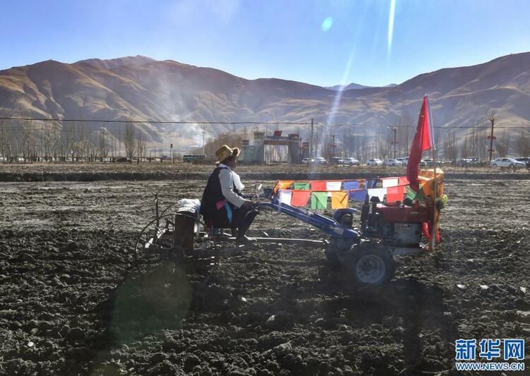 数说宝“藏”·70年巨变|西藏农牧业跨越式发展结出“金色”果实