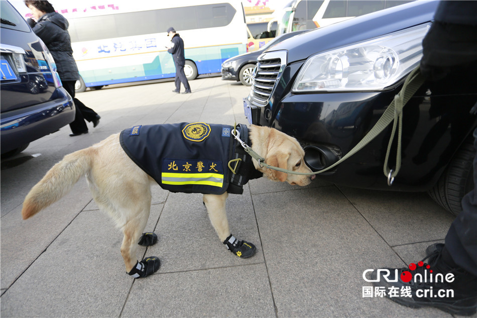 2016年两会:警犬穿黑色"小靴"执勤镜头感十足(组图)