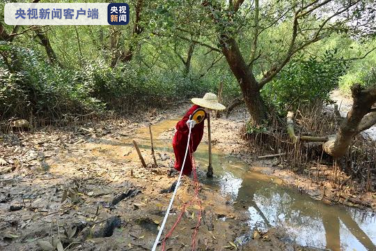 各样性缩短 功能性退化 淇澳岛红树林生态系统访谒开启