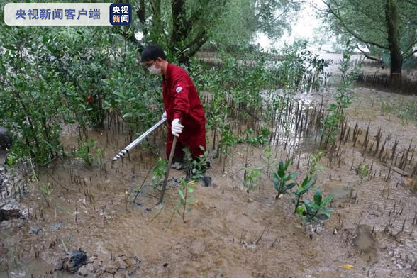 各样性缩短 功能性退化 淇澳岛红树林生态系统访谒开启