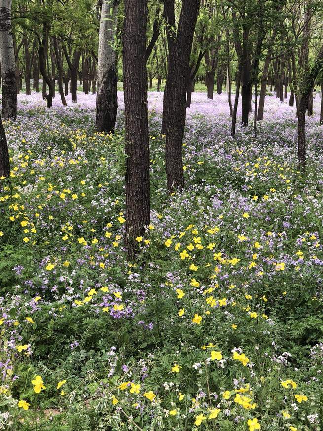 图片默认标题_fororder_微信图片_20200425154320 李建华拍摄