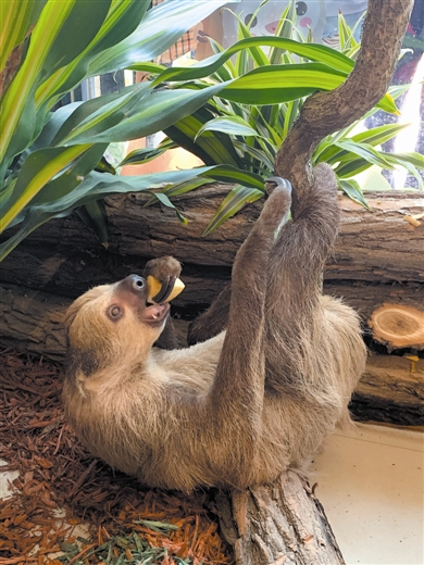 大連森林動物園東北地區首次引進樹懶
