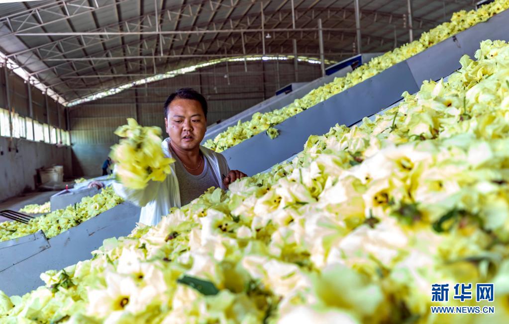 貴州黔西：中藥材種植助農增收