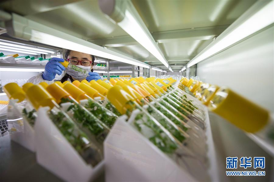 南京：全国最大菊花基因库对公众开放