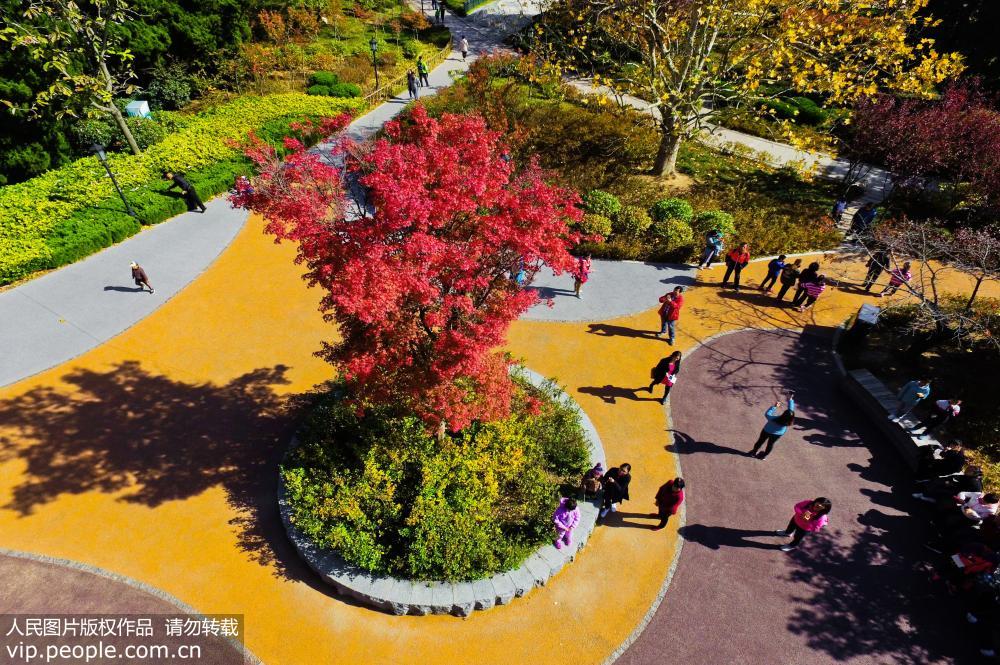 青島層林盡染美如畫 開啟“最美”秋天模式