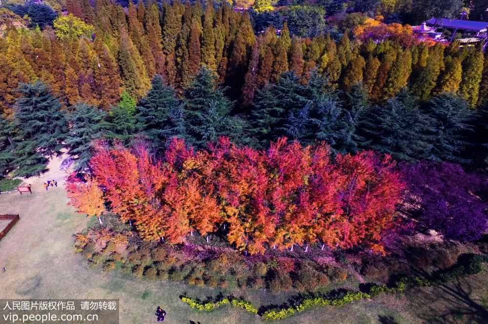 青島層林盡染美如畫 開啟“最美”秋天模式