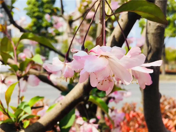 海清：在四季风月中感受古都南京的人文底蕴