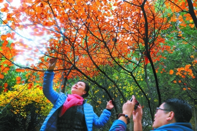 奥森超香山成最受欢迎赏秋地