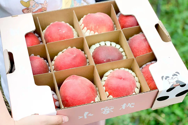 成都龙泉驿区柏合街道：蜜桃销售有“妙招” “助攻”农民奔富路_fororder_柏合水蜜桃--供图--成都市龙泉驿区柏合街道办