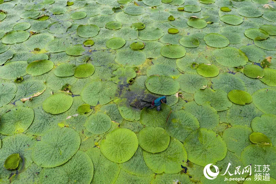 江苏淮安：芡实塘里蹚出致富路_fororder_2