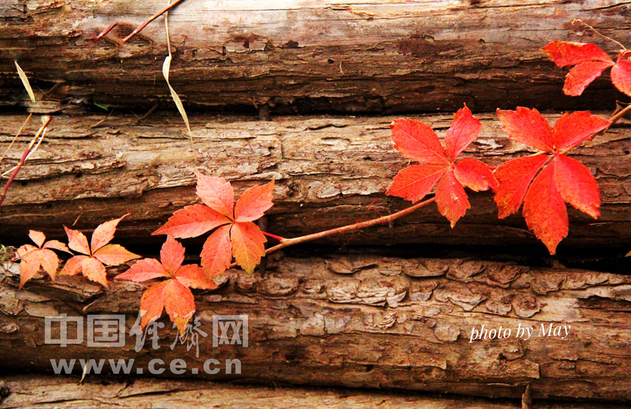 北京：十月北宮國家森林公園 秋風吹紅葉