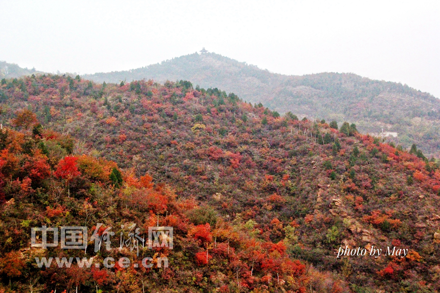 北京：十月北宫国家森林公园 秋风吹红叶
