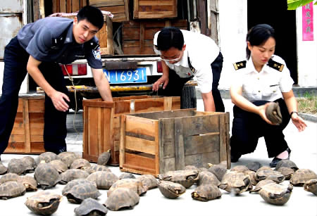 广州端掉一个走私野生动物团伙 查获陆龟522只