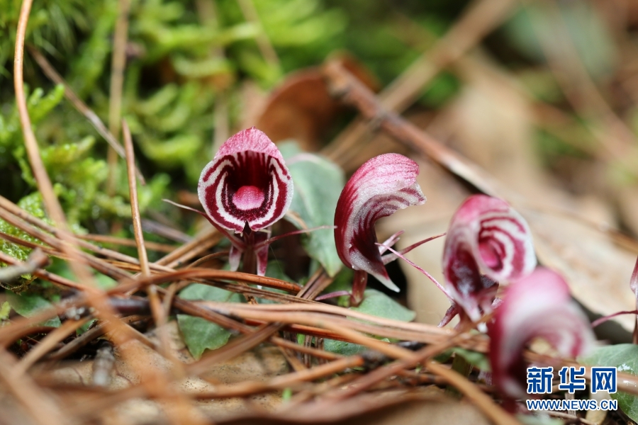 云南龙陵首次记录到珍稀濒危物种大理铠兰