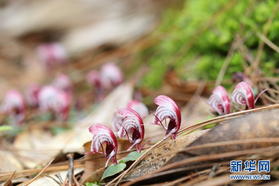 雲南龍陵首次記錄到珍稀瀕危物種大理鎧蘭
