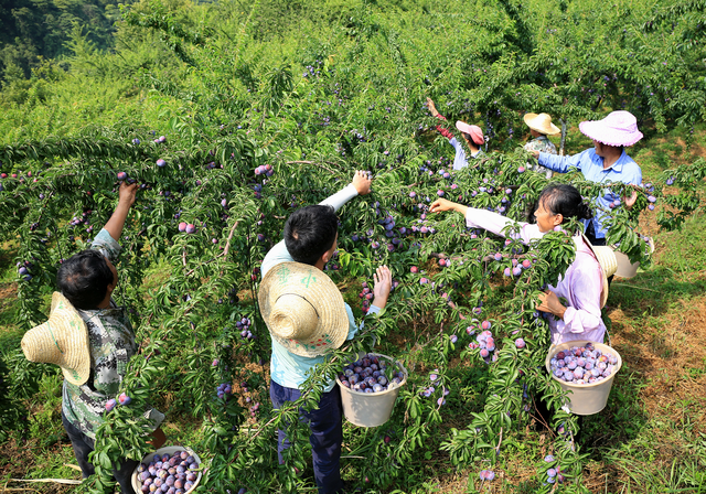 “李族皇后”天峨龙滩珍珠李成熟上市_fororder_51