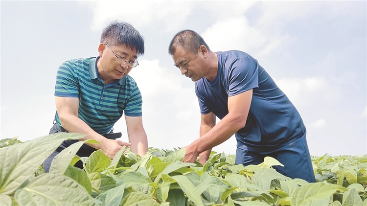 助力龍江大豆産業 看“夥伴”如何做加減乘除