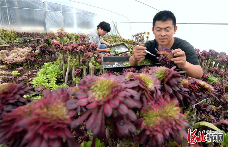 河北平鄉：特色種植拓寬農民致富路