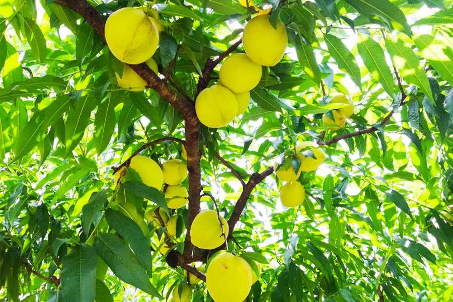 福建明溪黄桃树结出致富幸福果