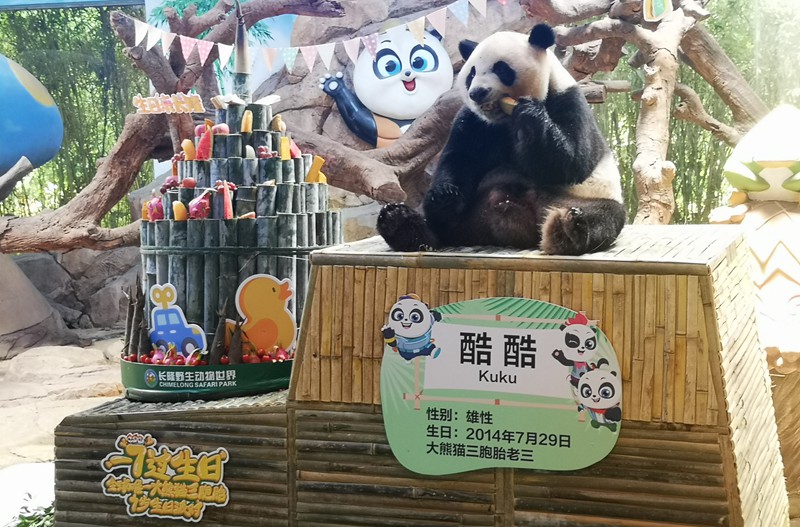 全球唯一熊猫三胞胎迎来七周岁生日_fororder_2