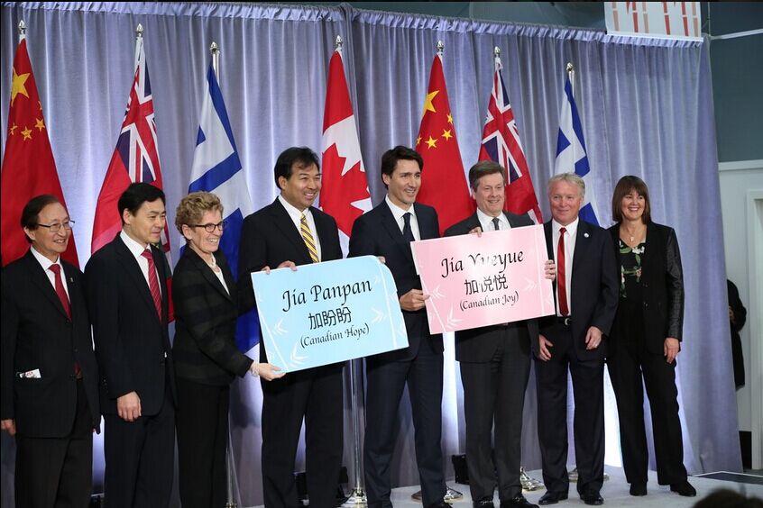 多伦多动物园大熊猫双胞胎取名“加盼盼”“加悦悦”