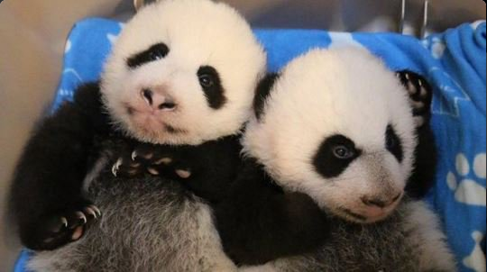 多伦多动物园大熊猫双胞胎取名“加盼盼”“加悦悦”