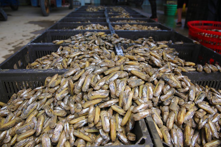 百胜村共有蛏田3000多亩,约70%村民从事蛏养殖,年产值可超千万元.