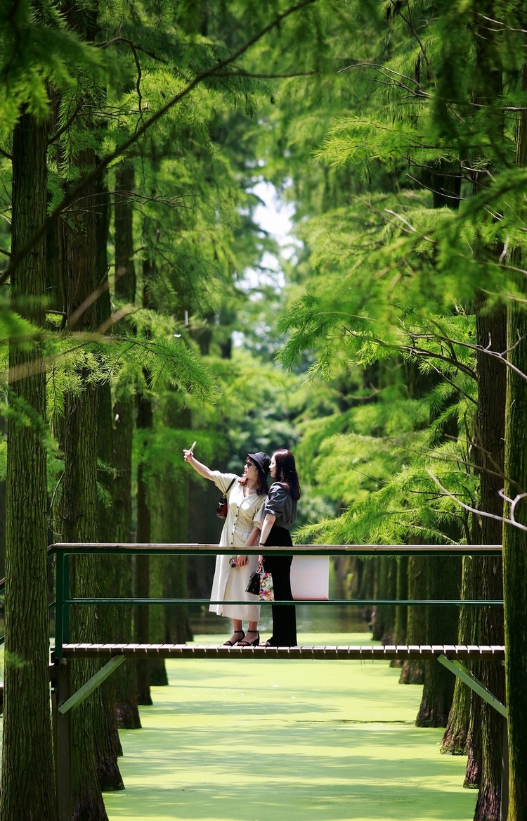 揚州淥洋湖濕地公園：走進水上森林 暢享清涼一夏