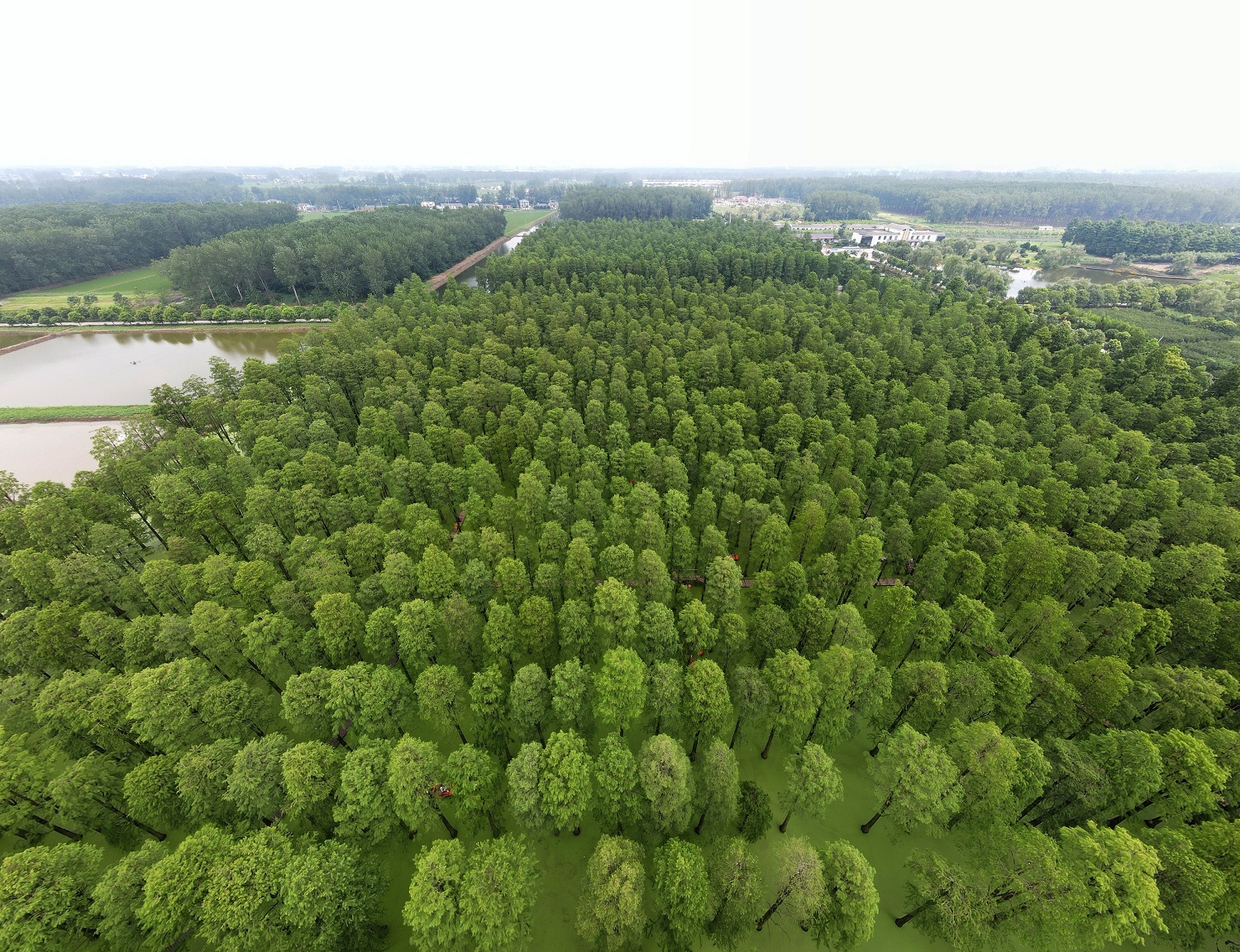 揚州淥洋湖濕地公園：走進水上森林 暢享清涼一夏