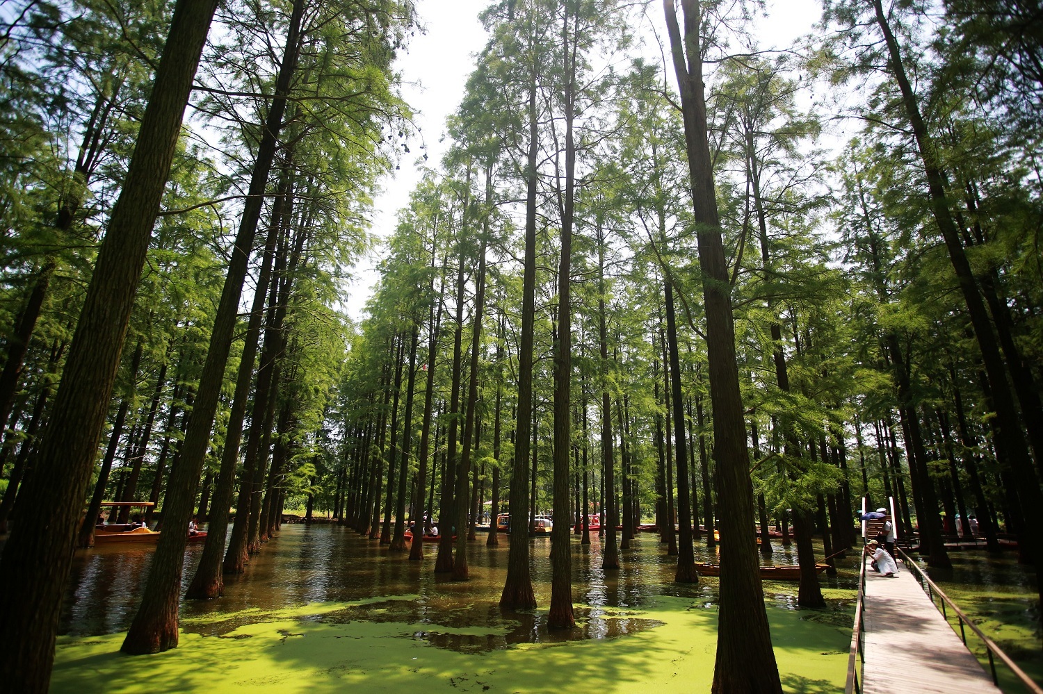 扬州渌洋湖湿地公园：走进水上森林 畅享清凉一夏