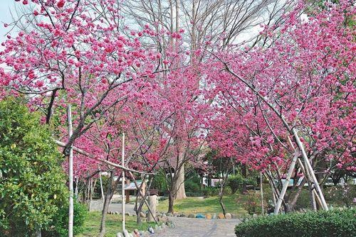 “春神”走入臺(tái)中市區(qū) 賞櫻不必爬山