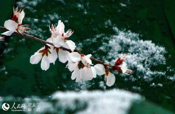 送走风霜雨雪后哈尔滨市迎来升温天气 最高气温升至25℃以上