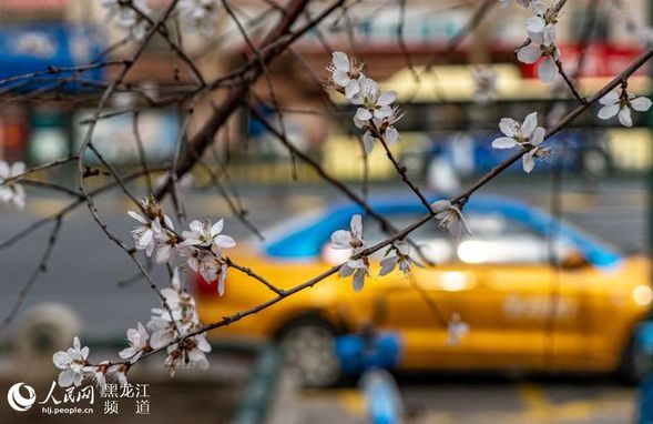 送走风霜雨雪后哈尔滨市迎来升温天气 最高气温升至25℃以上