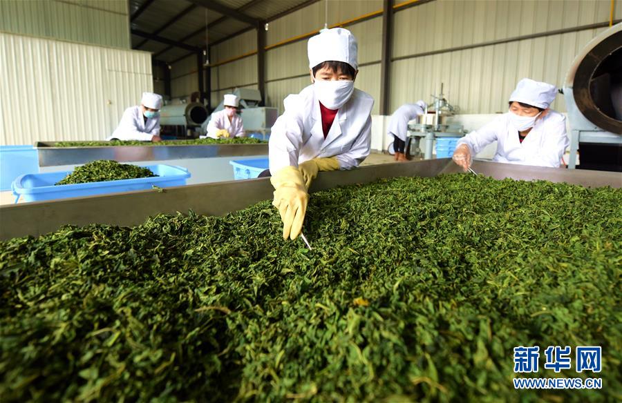 河北冀州：航天育種引領現代農業高效發展