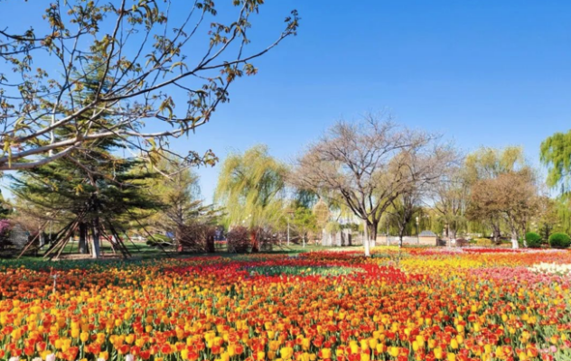 北京世界花卉大觀園的鬱金香熱情似火 供圖 豐臺區文化和旅遊局