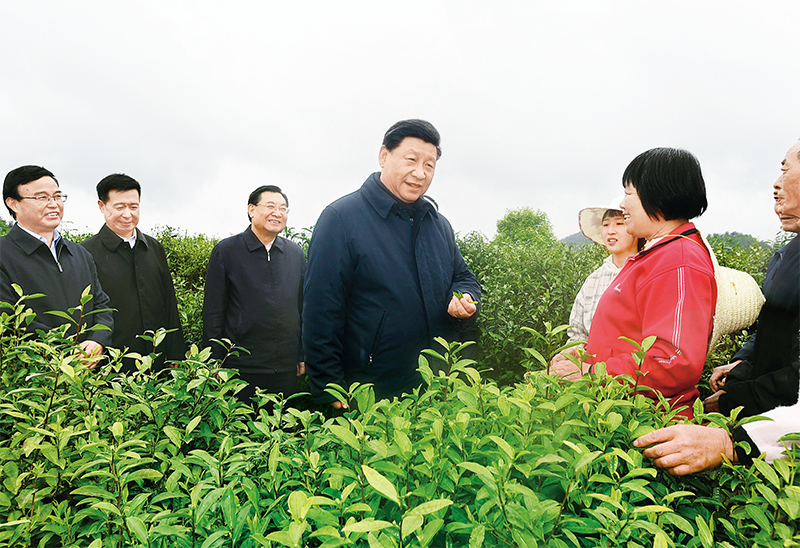 这是4月21日,习近平在安康市平利县老县镇蒋家坪村女娲凤凰茶业现代